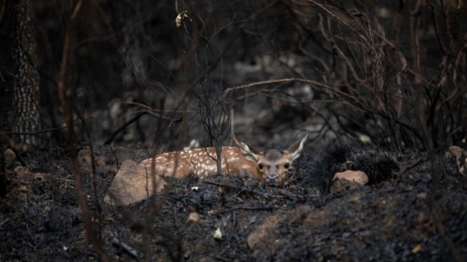INCENDIO FORESTAL SIERRA DE LA CULEBRA. CIERVO