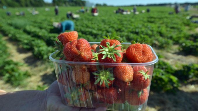 fresas